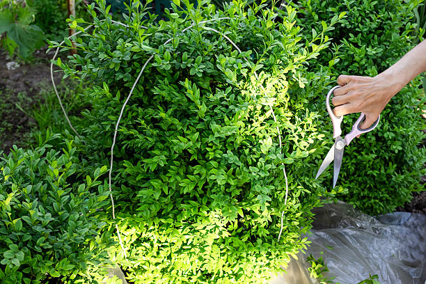A person is carefully pruning lush green shrubs in a garden, using scissors to shape the plants under bright sunlight.