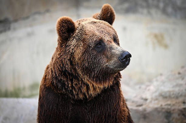 istock Portrait of a brown bear 2218419898