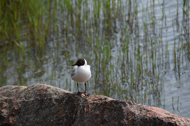 Black headed gull at the natural reserve wattenmeer, northern Germany