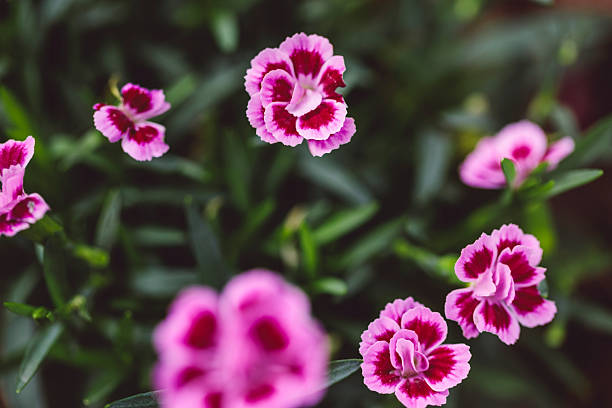 Flowers in the garden