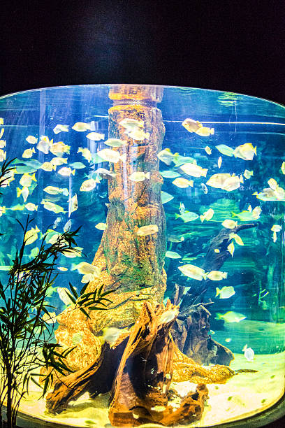 istock Tropical fish and coral reef in aquarium 2218425280