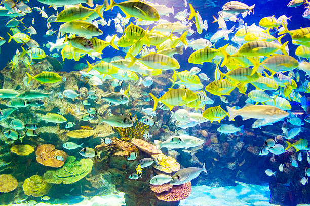 istock Tropical fish and coral reef in aquarium 2218425306
