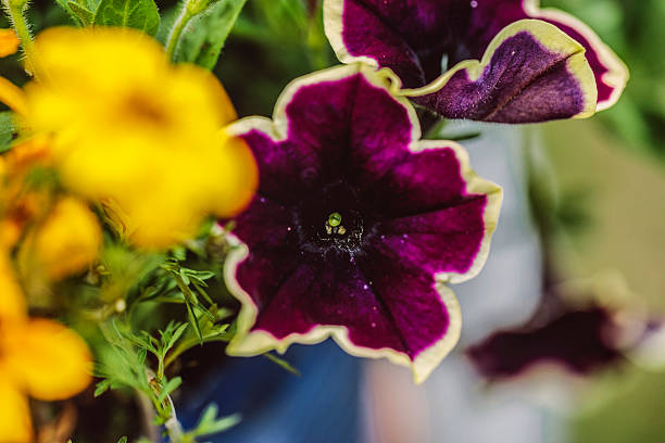 Flower arrangement in the garden