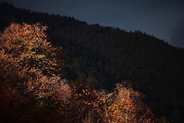 Autumn Trees and Mountains in Rize Province