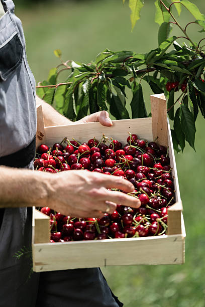 istock Cherry harvesting in a sunny orchard with fresh fruit in hand during summer 2218425738