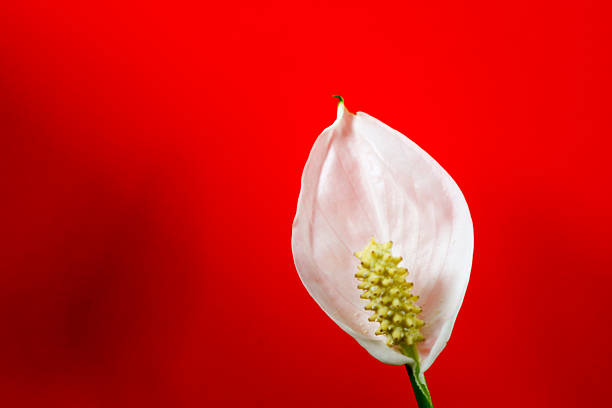 An elegant white spathiphyllum flower with its characteristic inflorescence against a bright red background creates a striking contrast. This clean and minimalistic image is ideal for themes related to beauty, purity, elegance, or modern design.