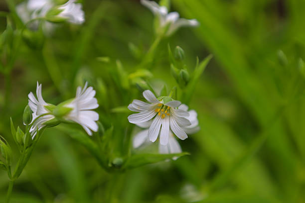 istock Vibrant white flowers with delicate petals bloom amidst lush green grass, creating a tender and fresh spring composition. This macro shot highlights the fragile beauty of wildflowers. Nature in the smallest details. 2218426824