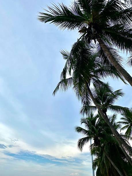 istock palm trees in the blue sky 2218427825