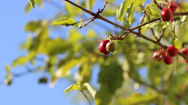 istock Brazilian Cherry - Acerola Fruit Growing on Tree Branch With Leaves and Sky 2218431227