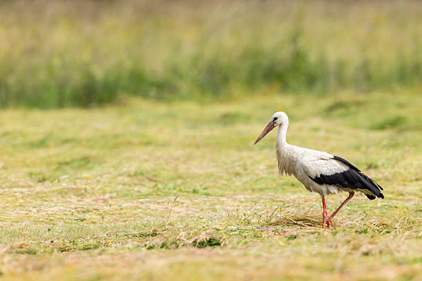 istock White stork walking in a mowed meadow in Poland 2218433248