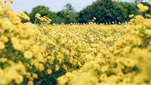 Selective focus yellow chrysanthemum flowers blooming in the field