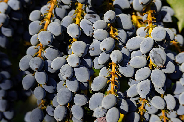 Oregon Grapes (Mahonia aquifolium) in a garden in Suffolk, UK