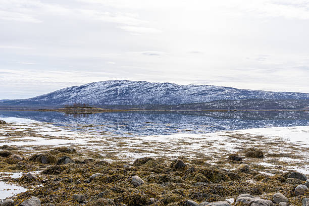 Snowy mountain mirrored in clear fjord under overcast sky. Peaceful wilderness scene with rocky shoreline. Ideal for nature, travel, and adventure themes.