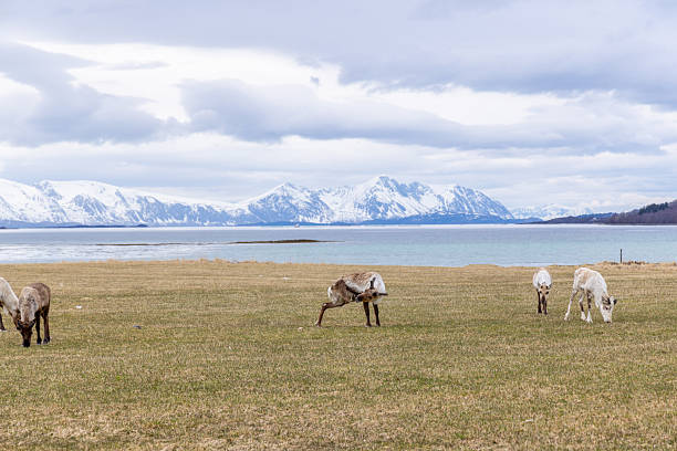 Reindeer peacefully graze on grassy meadow with ocean backdrop. Herd of reindeer feeding by serene coastline. Picturesque landscape featuring wildlife and snow-capped mountains.