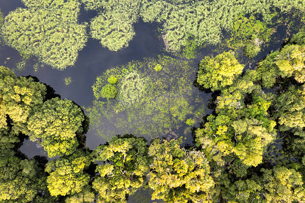 istock Florida wetlands with water between green wild vegetation. Tropical ecosystem at sunset 2218437749
