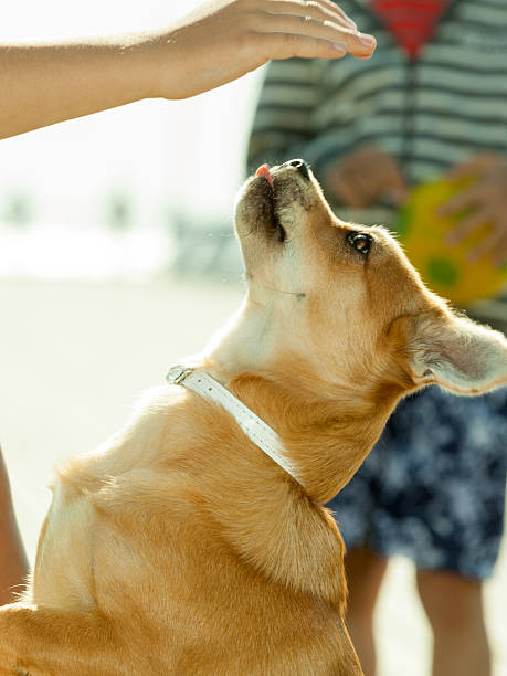 istock Kids playing with his dog. 2218440126