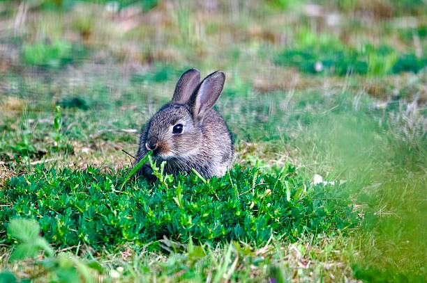 common brown rabbit juvenile mammal kit