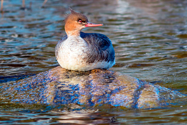 istock A medium-sized long-billed merganser duck sits on a rock near the water. 2218440893