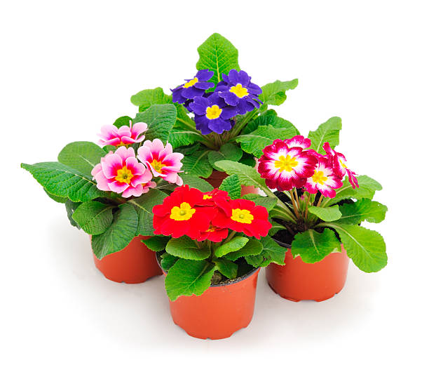 istock Primrose flowers in a pot. 2218442811