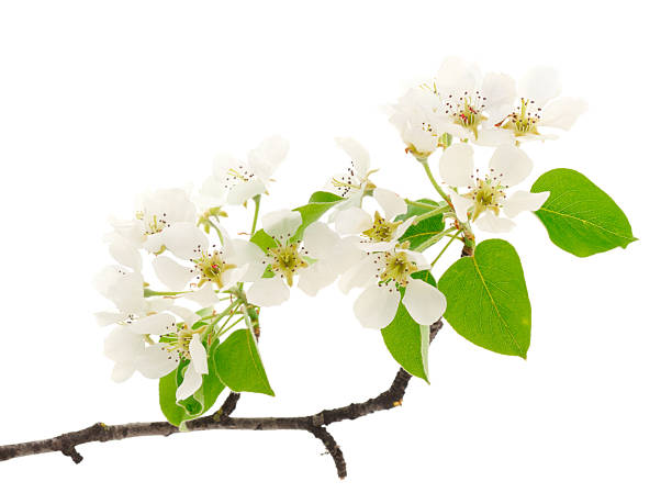 istock Flowering branch of cherry. 2218442813