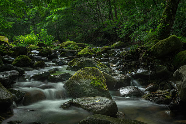 istock A clear stream flowing through a deep green forest - Katashina Village, Tone District, Gunma Prefecture 2218442843