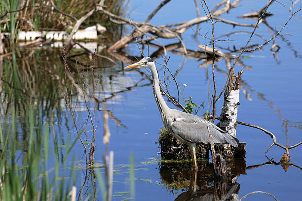 istock Grey heron in the Schwenninger Moos nature reserve 2218443640