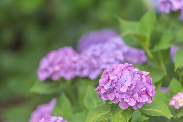 istock Purple hydrangeas at Satte Gongendo - Saitama Prefecture 2218443799