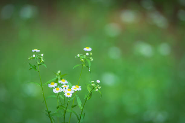 White flower of the halcyon