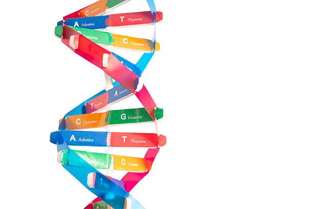 istock DNA or Deoxyribonucleic acid is a double helix chains structure formed by base pairs attached to a sugar phosphate backbone. 2218446859