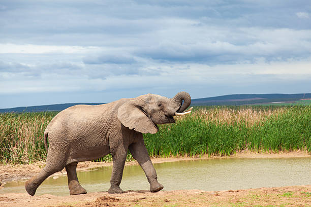 Thirsty African Elephant  standing near a watering hole (waterhole) in natural reserve.