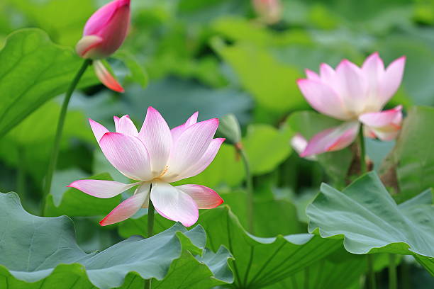 beautiful pink lotus flower.
