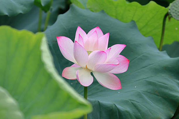 istock Pink lotus flower 2218449499