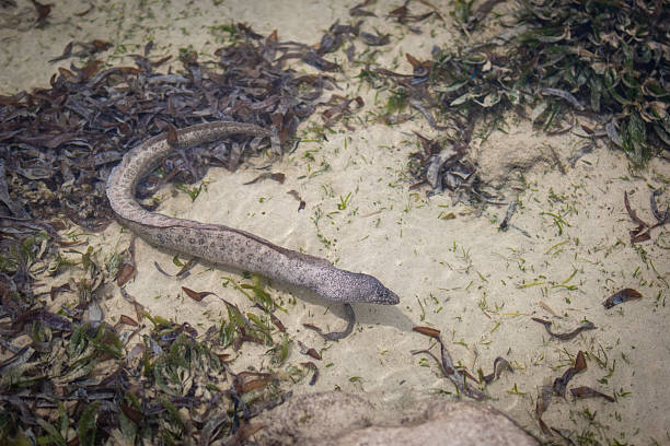 istock Eel Swimming in Shallow Tidal Pool on Kenyan Coast 2218449502