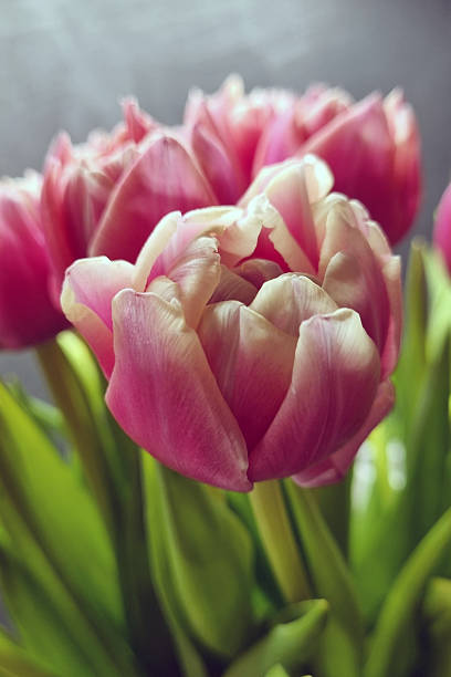 istock Pink Tulips Blooming in Spring: Nature's Elegant Masterpiece for Floral Decor 2218449940