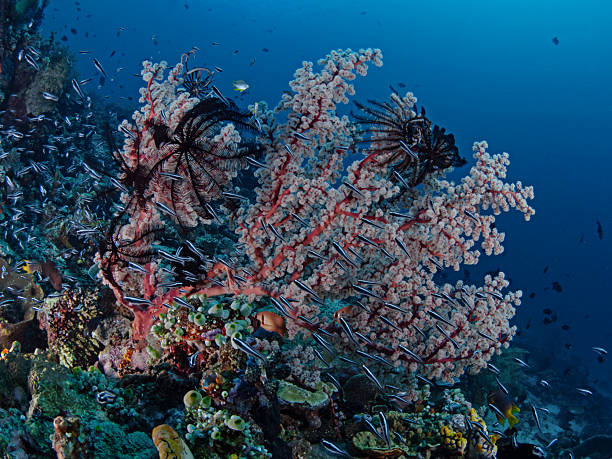istock Gorgonian Sea Fan with white polyps 2218451630