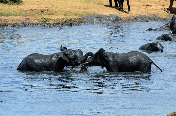 istock Elephant groups playing in lake at Addo National Park 2218451826