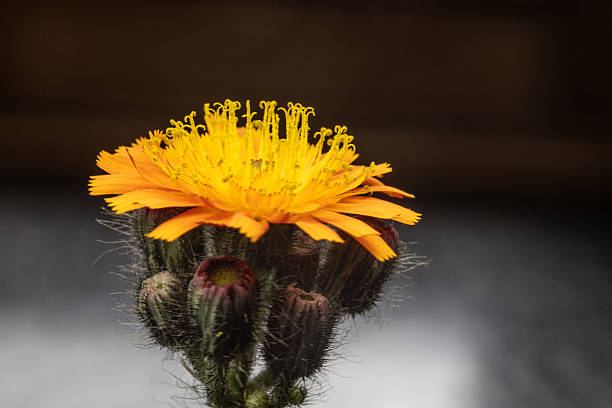 orange-red hawkweed in the meadow with hairs