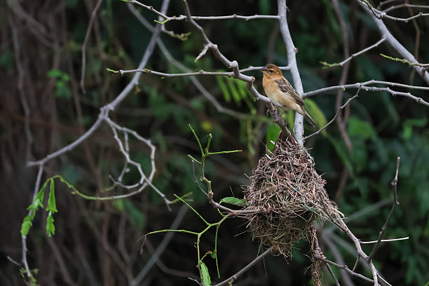 istock The yellow bird is rest and stay in the tree 2218453140
