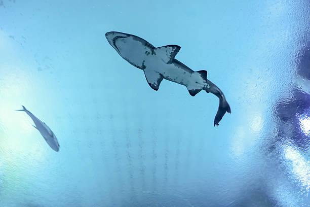 shark are swimming is S.E.A Aquarium, thailand.