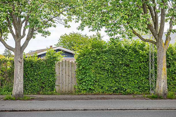 Amager, Copenhagen, Denmark - May 30th 2025: This image features a garden gate nestled within a dense, green hedge along Kongelundsvej in Amager, a suburb of Copenhagen. The gate serves as an entrance to a residential property, partially visible behind the foliage. Two mature street trees stand on either side, naturally framing the scene and enhancing the suburban setting. The composition showcases a balance between urban greenery and private residential space, with the hedge providing privacy while maintaining a welcoming atmosphere. The soft, diffused lighting from an overcast sky emphasizes the textures of the hedge, gate, and surrounding trees.