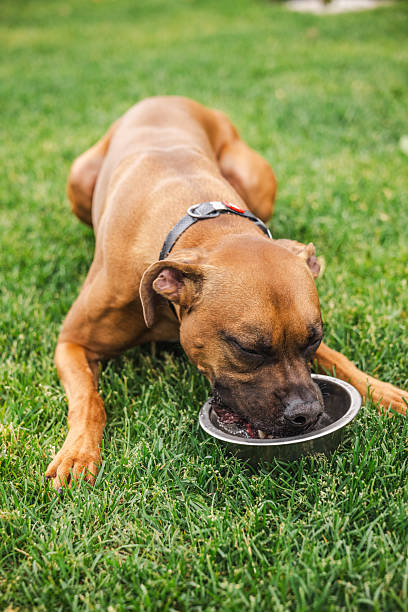 istock Brown Boxer dog lying on the grass with eyes closed, intensely focused on drinking from a metal bowl after playtime in the yard 2218455702