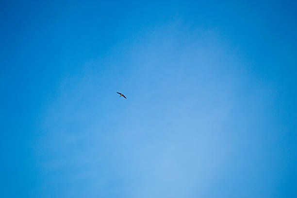 An eagle glides gracefully through the bright blue sky on a sunny afternoon, showcasing its powerful wingspan in flight.