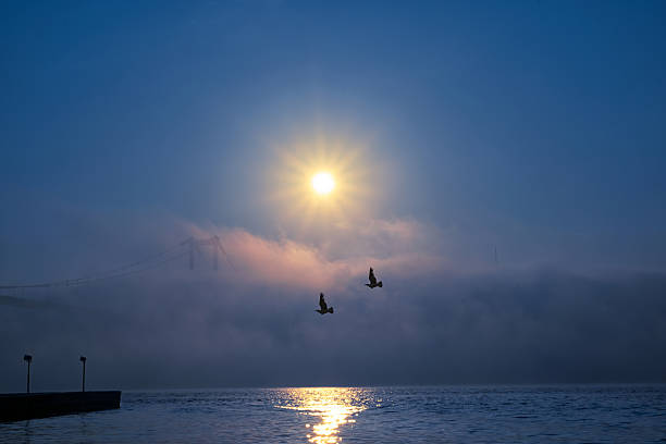 View of July 15 Martyrs Bridge (Bosphorus Bridge) with seagull and sunrise in fog clouds. Foggy morning view from Ortakoy Mosque and 15 Martyrs Bridge.