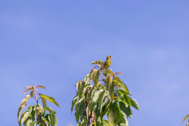 A low-angle, long shot of a small yellow bird perched atop a tree branch. The tree has green leaves, and the background is a clear, unblemished blue sky. The image is well-lit, suggesting daytime.