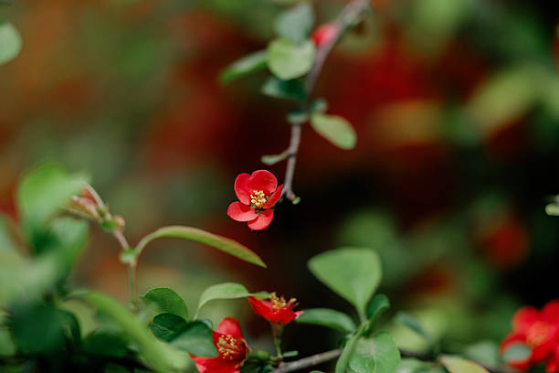 istock Flower red begonia 2218461026
