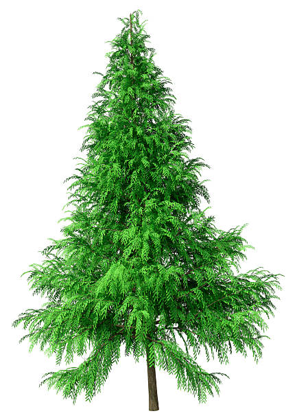 istock 3D Rendering Metasequoia Glyptostroboides Tree on White 2218461514