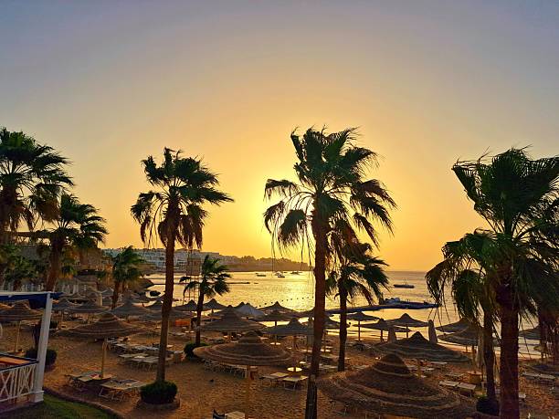 istock date palms grow against the blue sky 2218461540