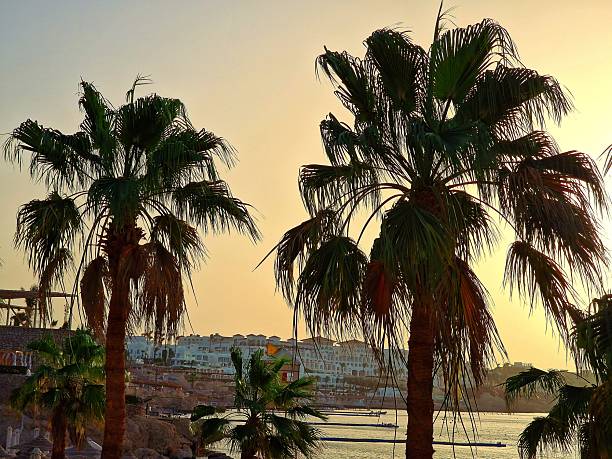 date palms grow against the blue sky