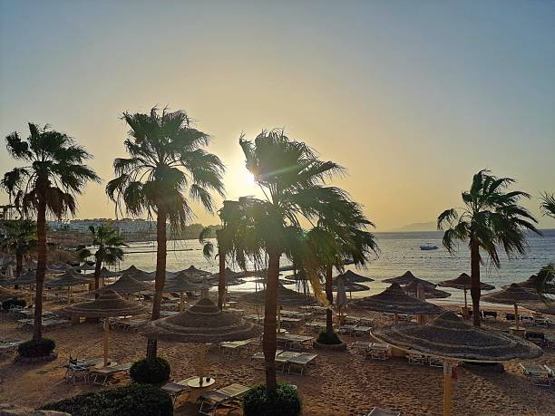 istock date palms grow against the blue sky 2218461573