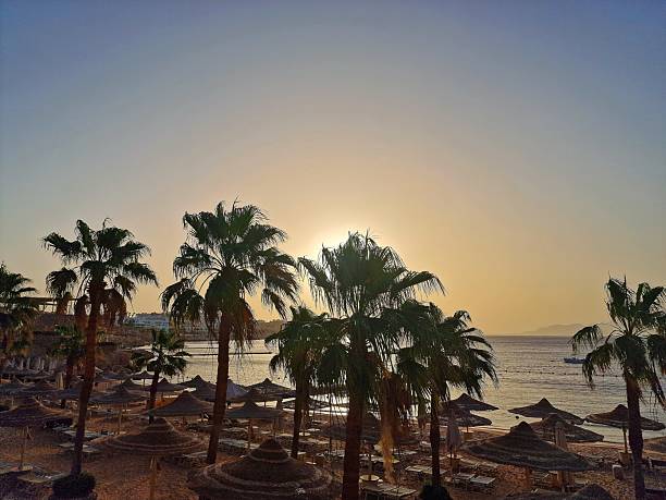 istock date palms grow against the blue sky 2218461595
